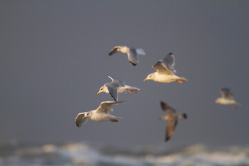 Zilvermeeuw, European Herring Gull, Larus argentatus