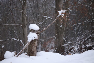 Snow