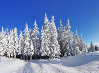 Beautiful landscape on the cold winter morning. High mountain. Pine trees in the snowdrifts. Lawn and forests. Snowy background. Nature scenery. Location place the Carpathian, Ukraine, Europe.