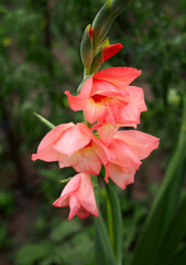 Flowering pink gladiolus on a natural background