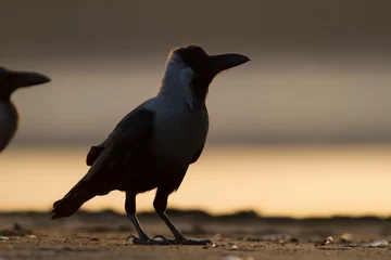 Fototapeten Huiskraai, House Crow, Corvus splendens © AGAMI