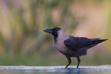 Huiskraai, House Crow, Corvus splendens