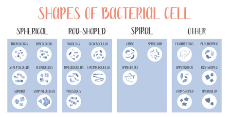 Bacteria classification. Shapes of bacteria. Types and different forms of bacterial cells: spherical (cocci), rod-shaped (bacilli), spiral and other. Morphology. Microbiology. Vector flat illustration