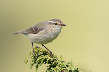 Humes Bladkoning, Hume's Leaf Warbler, Phylloscopus humei humei