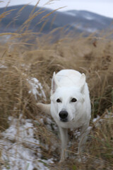 Wildness / White dog in mountains     - 404807869