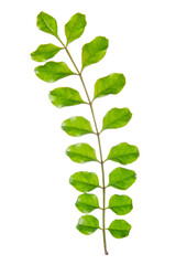 young green branch isolated on white background, close up