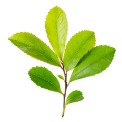 young green branch isolated on white background, close up
