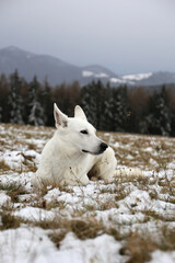 Wildness / White dog in mountains    