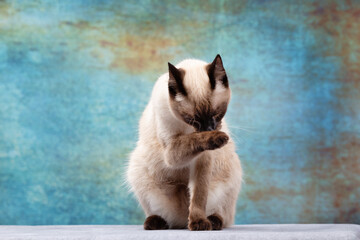 The Thai cat sits on the table and licks its lips to be clean.