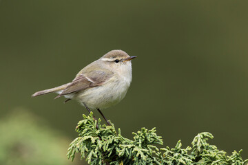 Humes Bladkoning, Hume's Leaf Warbler, Phylloscopus humei humei