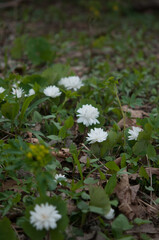 Bloodroot growing on the ground