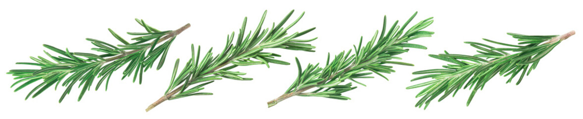 Rosemary branch set isolated on white background