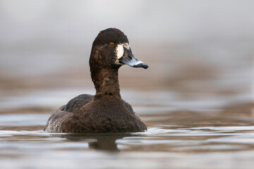 Hybrid Common Pochard x Tufted Duck, Hybride Kuifeend x Tafeleend, Aythya ferina x A. fuligula