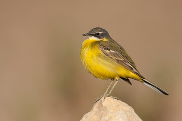 Witkeelkwikstaart, White-throated Wagtail, Motacilla cinereocapilla iberiae