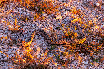 rattlesnake