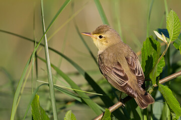 Spotvogel, Icterine Warbler, Hippolais icterina