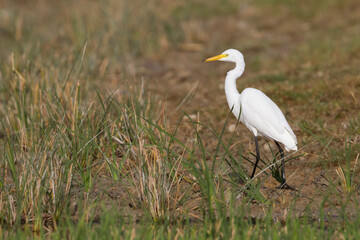Intermediate Egret, Ardea intermedia