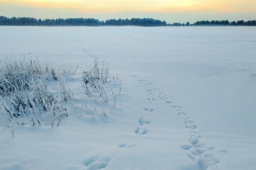 hare footprints on a snow-covered field. winter landscape, forest and fog are visible on the horizon. Horizontal photo.