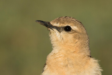 Izabeltapuit, Isabelline Wheatear, Oenanthe isabellina