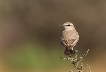 Izabeltapuit, Isabelline Wheatear, Oenanthe isabellina