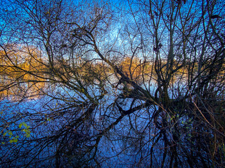 reflection of trees in water