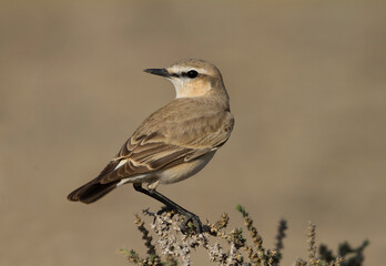 Izabeltapuit, Isabelline Wheatear, Oenanthe isabellina