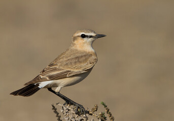 Izabeltapuit, Isabelline Wheatear, Oenanthe isabellina