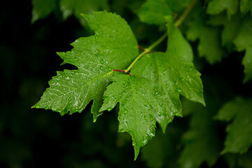 viburnum leaves in the rain in drops