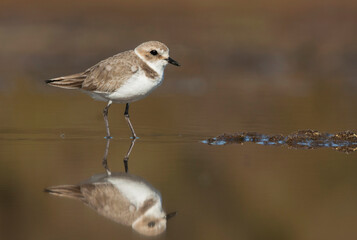 Strandplevier, Kentish Plover, Charadrius alexandrinus