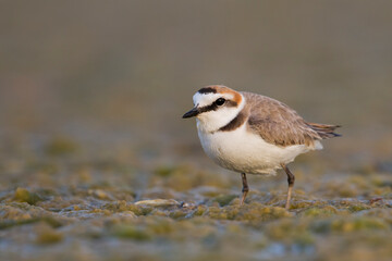 Strandplevier, Kentish Plover, Charadrius alexandrinus