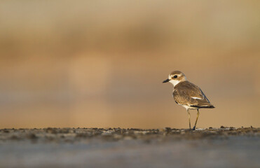 Strandplevier, Kentish Plover, Charadrius alexandrinus
