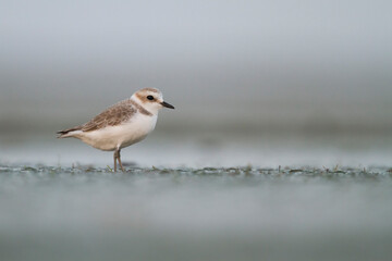 Strandplevier, Kentish Plover, Charadrius alexandrinus