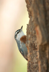 Turkse Boomklever, Kruper's Nuthatch, Sitta krueperi