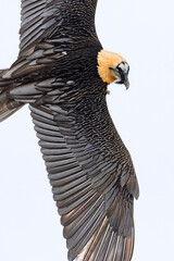 Bearded Vulture, Gypaetus barbatus barbatus