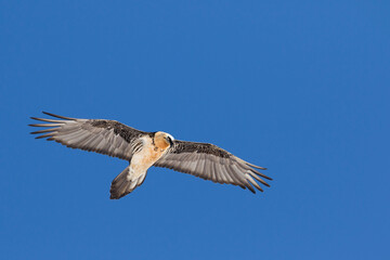 Bearded Vulture, Gypaetus barbatus barbatus