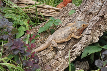 central bearded dragon climbing on a tree trunk