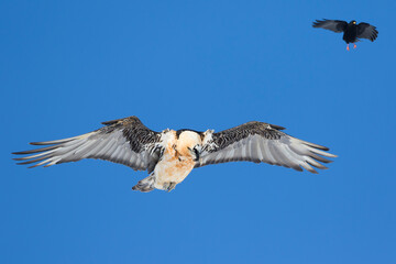 Bearded Vulture, Gypaetus barbatus barbatus