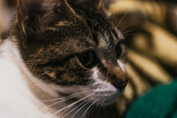 A tabby cat resting on a bed