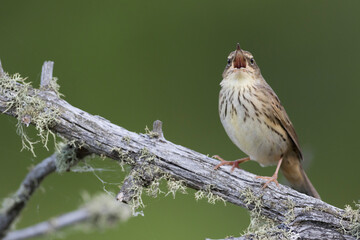 Kleine Sprinkhaanzanger, Lanceolated Warbler, Locustella lanceolata