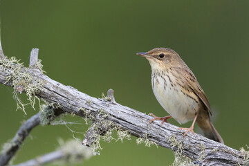 Kleine Sprinkhaanzanger, Lanceolated Warbler, Locustella lanceolata