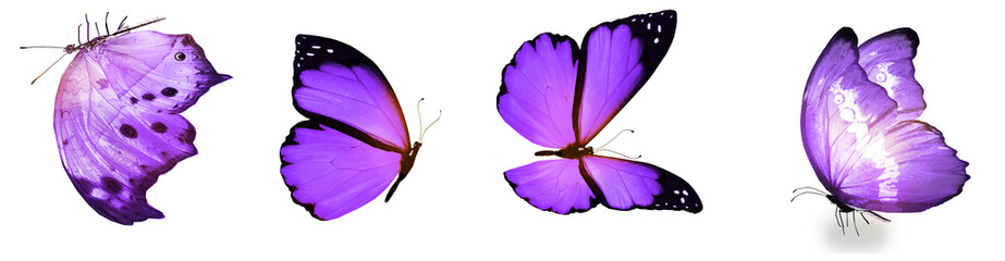 Fototapeta na wymiar Color natural and watercolor butterflies , isolated on white background