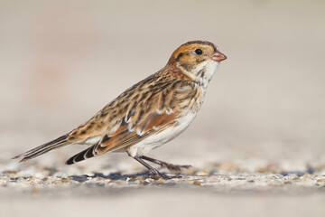 Ijsgors, Lapland Longspur, Calcarius lapponicus