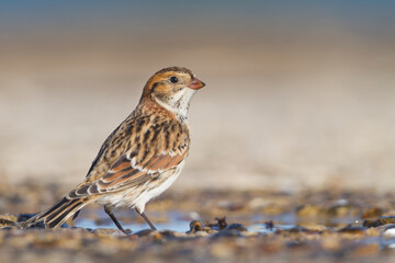 Ijsgors, Lapland Longspur, Calcarius lapponicus