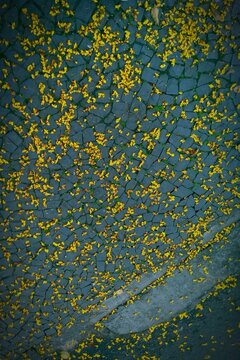 Yellow Petals Falling On Footpath