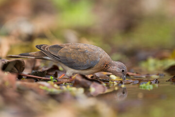 Obraz premium Palmtortel, Laughing Dove, Streptopelia senegalensis cambayensis