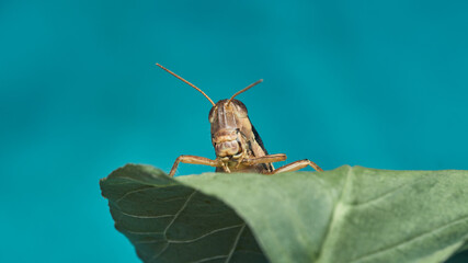 cricket about an hour with blue background