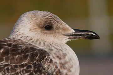 Kleine Mantelmeeuw, Lesser Black-backed Gull, Larus fuscus