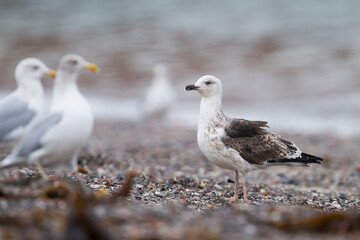 Kleine Mantelmeeuw, Lesser Black-backed Gull, Larus fuscus
