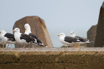 Kleine Mantelmeeuw, Lesser Black-backed Gull, Larus fuscus