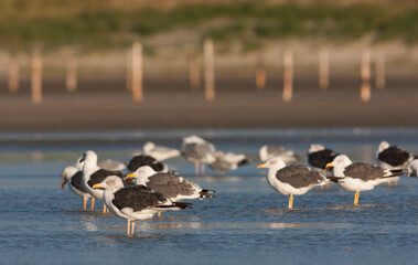 Kleine Mantelmeeuw, Lesser Black-backed Gull, Larus fuscus